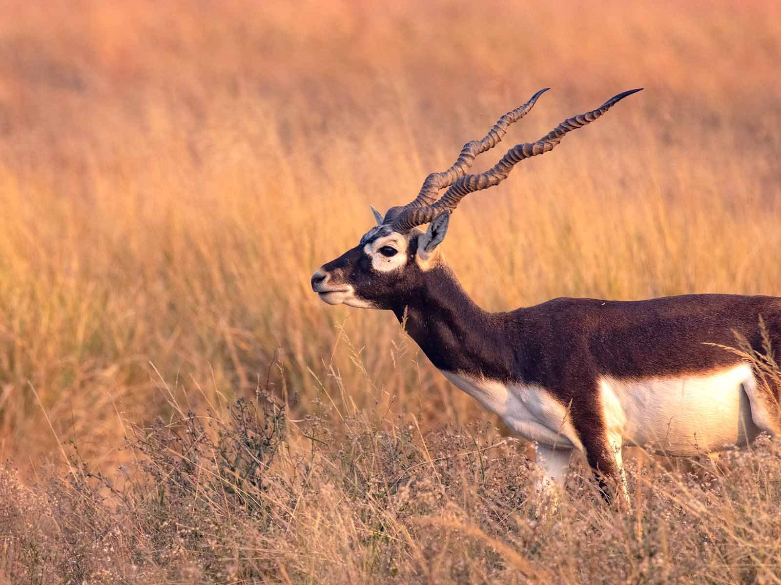 Blackbuck-National-Park