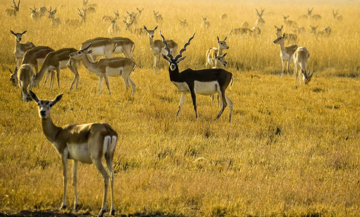 Island of Blackbuck