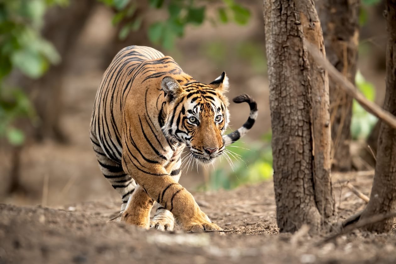 tiger photography