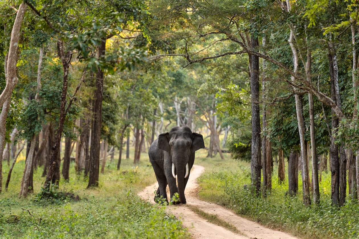 Wild elephant photography