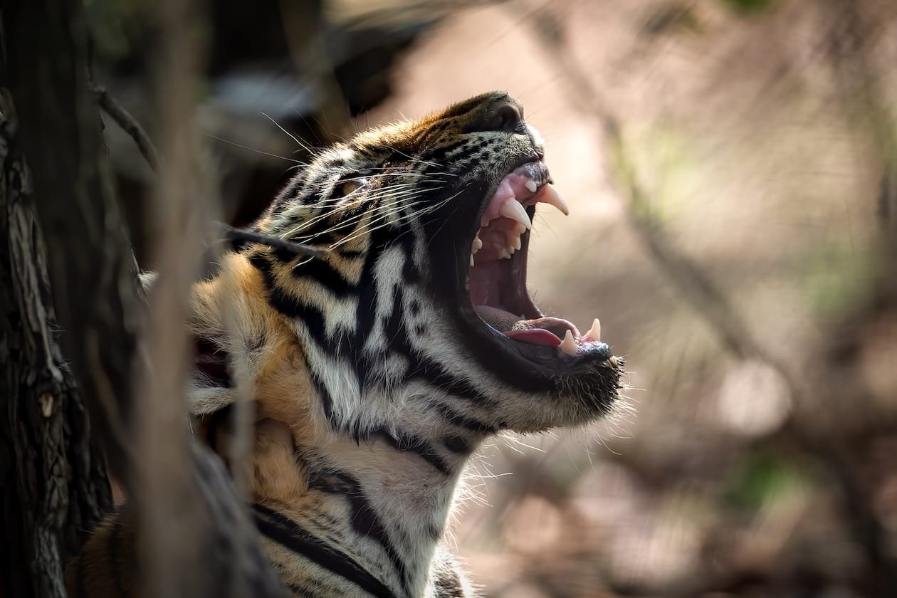 Wild leopard photography