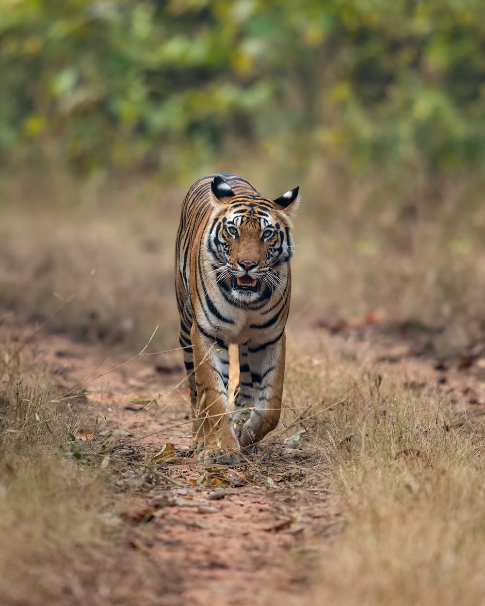 Wild leopard photography
