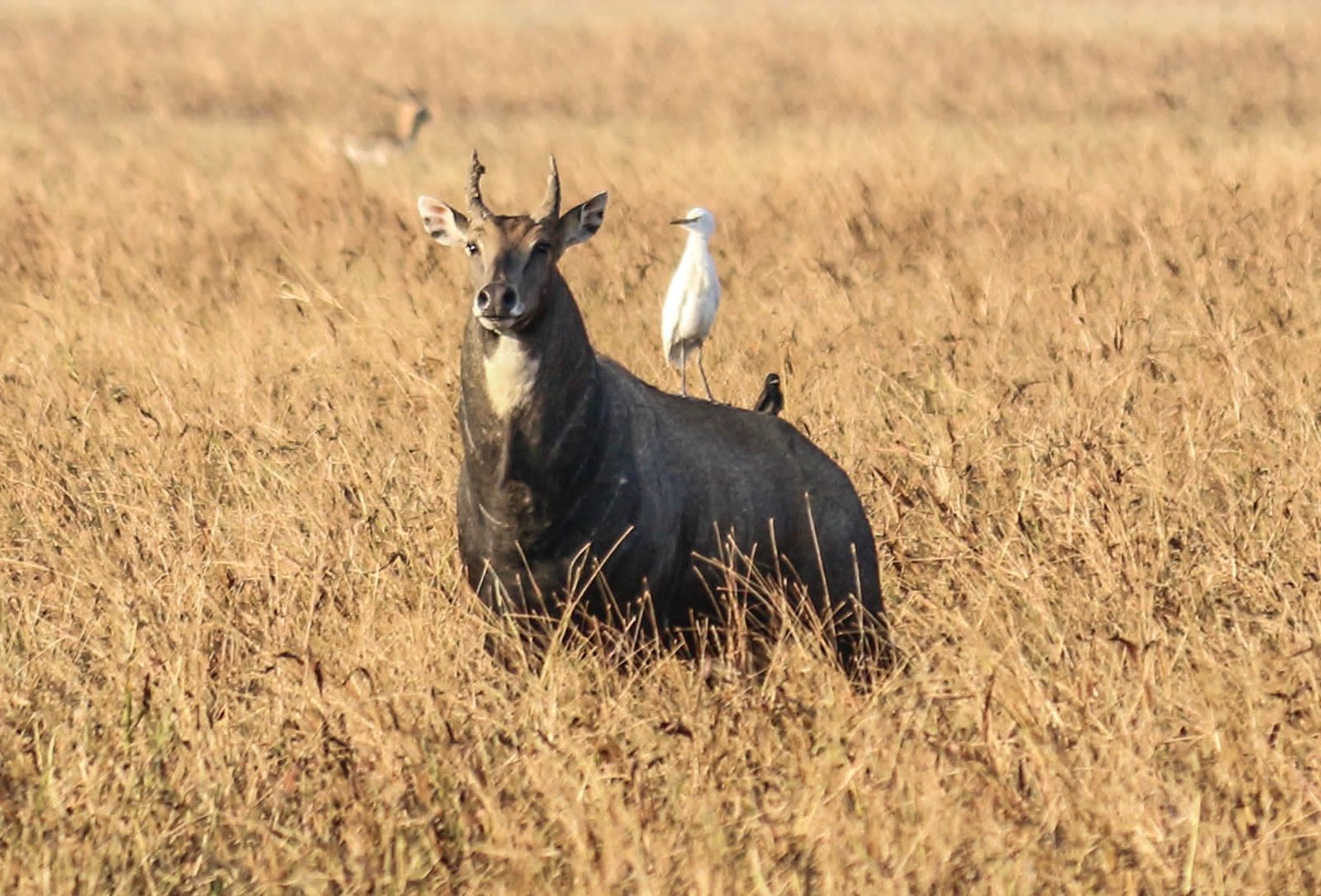Nilgai blackbuck