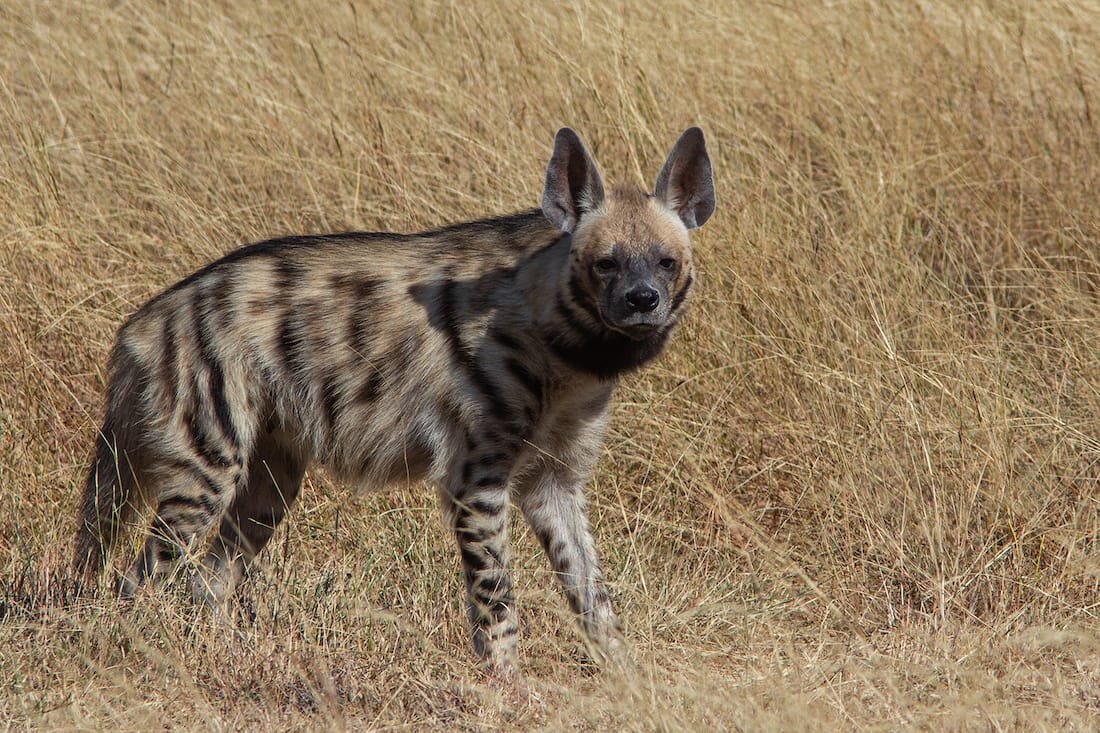 Striped_Hyena