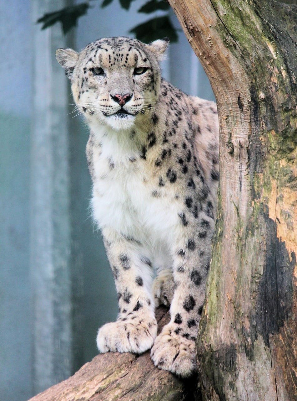 snow leopard