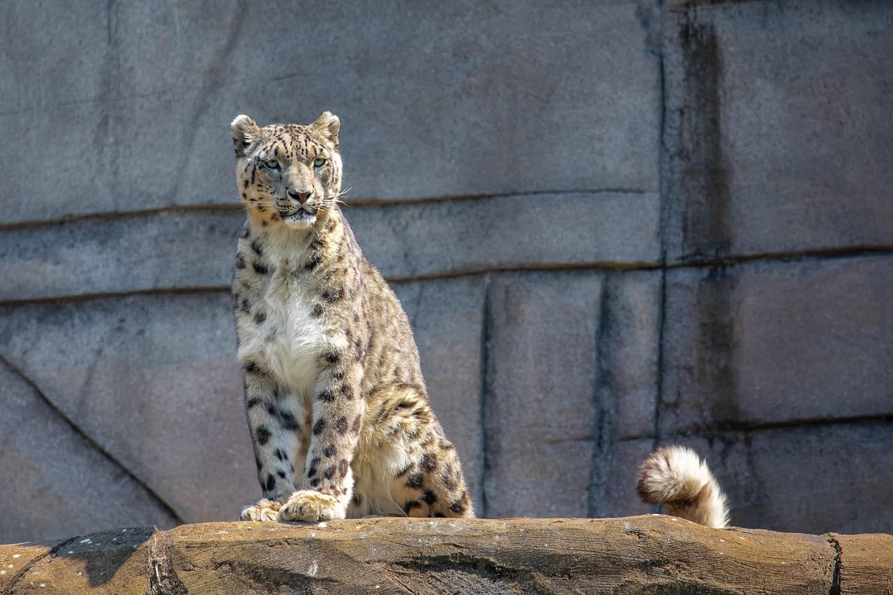 snow-leopard